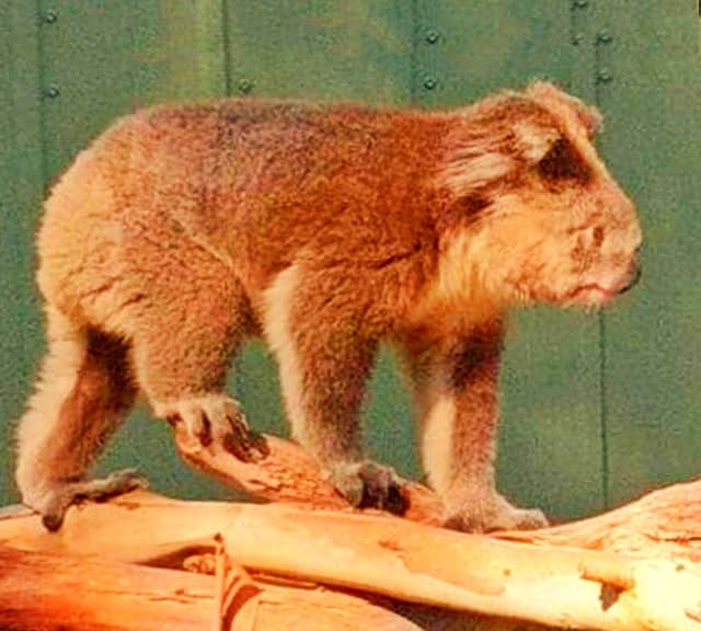 Brown koalas have the biggest size of all the koala species in Australia. 
