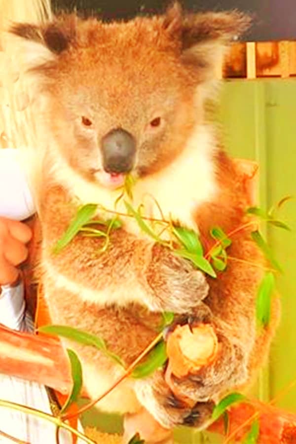 Brown Koalas in May region of South Australia.