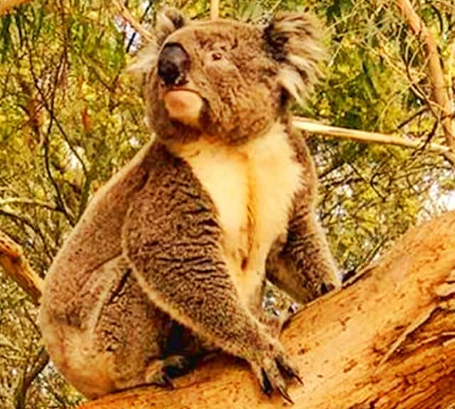 Brown Koala have thrived within the Victorian Habitat.