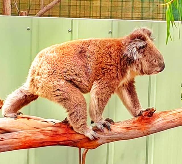 Brown Koalas - Type of Koalas with Brown Fur.