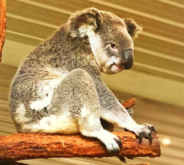 Responsible dog keeping can prevent dog attacks on koalas.