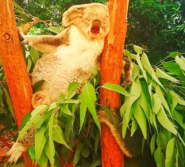 Koalas eat 5 times a day as part of their eating schedule.