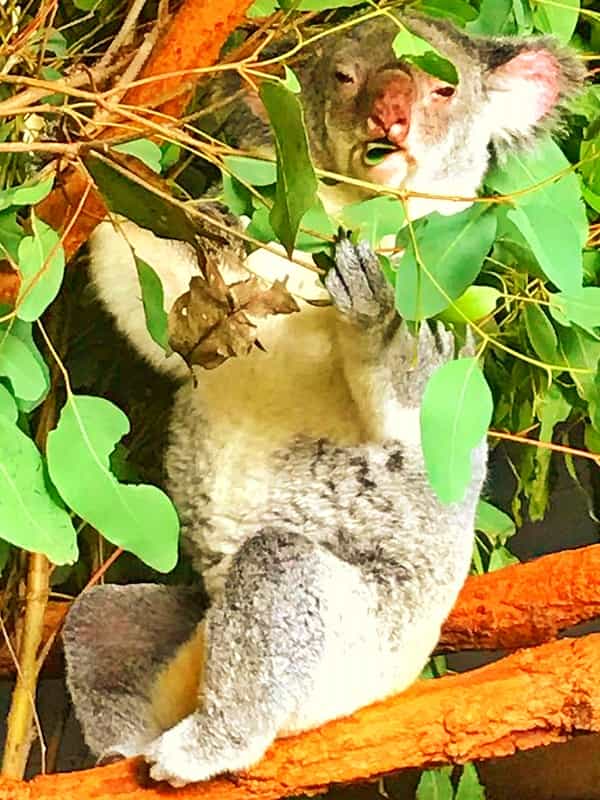 Koalas eat after before and after sunset as well.