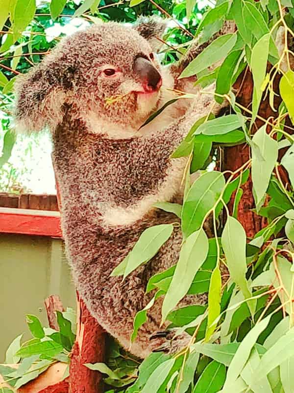 Koalas may occasionally eat at Afternoon and post afternoon hours.