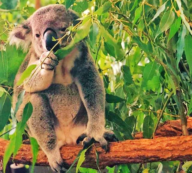 Koalas usually eat before sunrise.