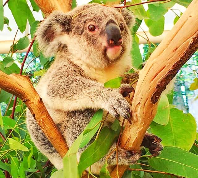 koalas do not eat during raining.