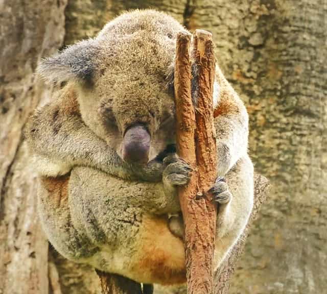 Koalas are the nocturnal eaters as they remain immobile for 80% of the time per day.