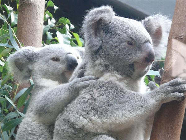 Female Koalas are finicky Eaters.