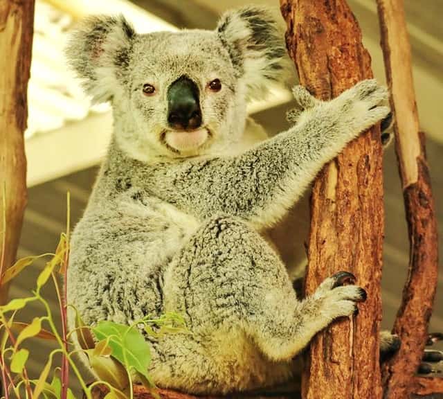 Gray Koalas have adapted to the Queensland's Habitat.