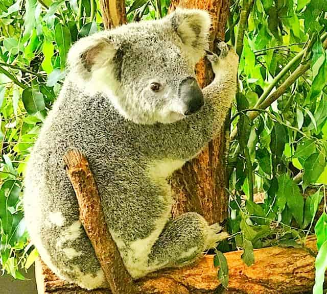 Gray Koalas' Adaptation