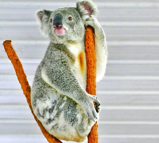 Gray Koalas in Maranoa region of Australia.