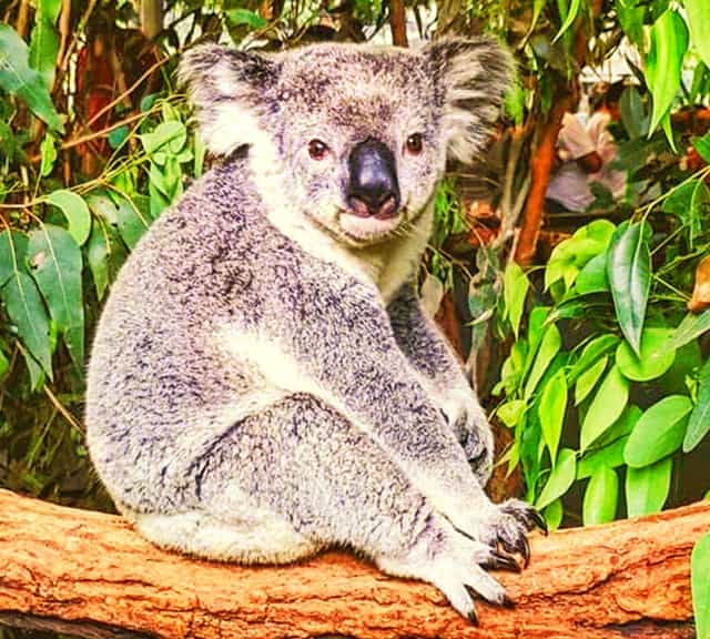 Gray Koalas are the most popular koalas across Autralia.