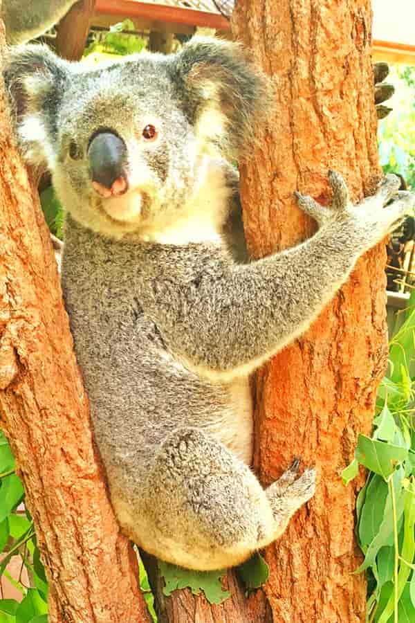 Gray Koalas are the smallest amongst all the koalas.