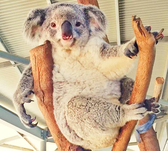 Gray Koalas have Gray-colored fur. 
