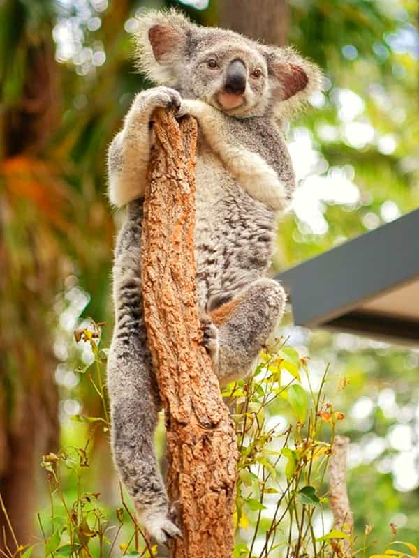 Koalas' habitat Fragmentation is also equivalent to habitat loss.