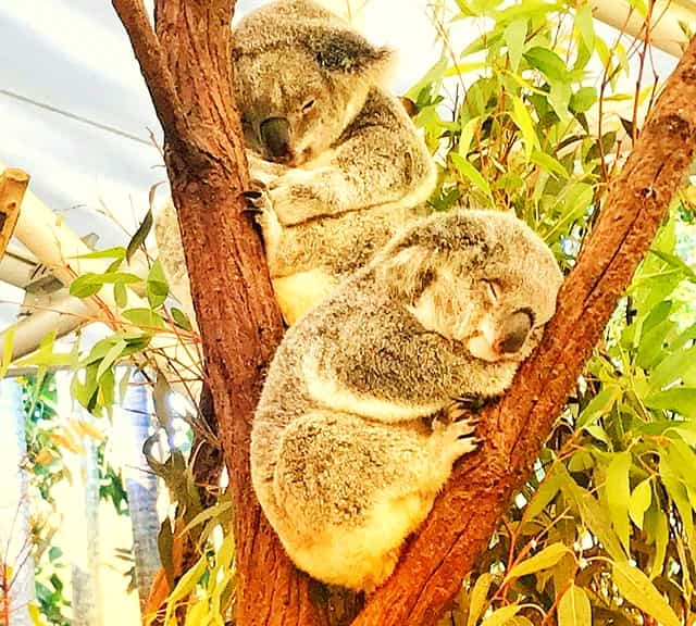 Koalas' habitat loss in Queensland is biggest and worst.