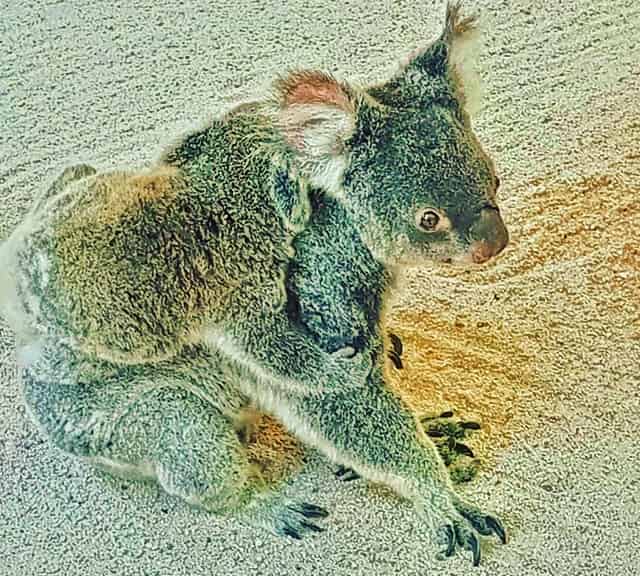 Koalas are suffering the worst habitat loss among other animals in Australia.