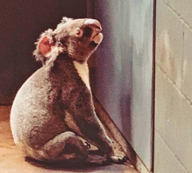 Koalas are suffering the most because of the habitat loss.