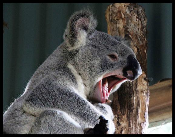 Male Koalas have massive sound