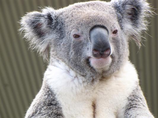 Victorian Koalas sizes are bigger