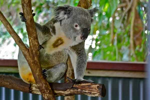 A Koala at an Australian Zoo
