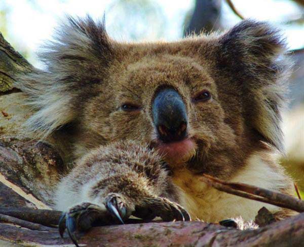 Los koalas tienen un comportamiento solitario.