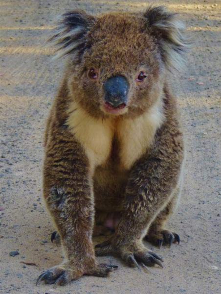 koalor' doft märkning beteende.