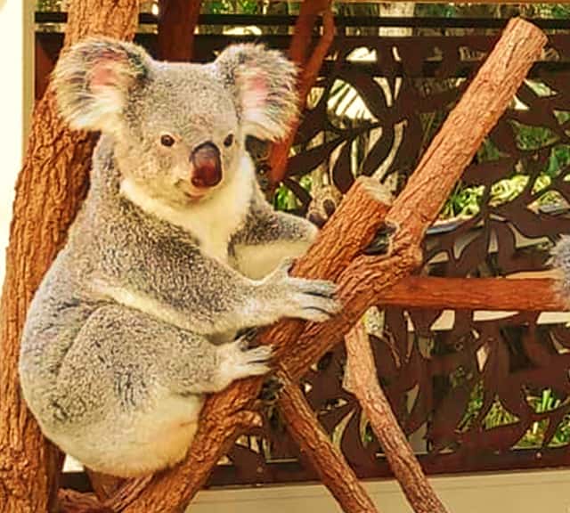 Koalas were discovered by aboriginal Australian people.
