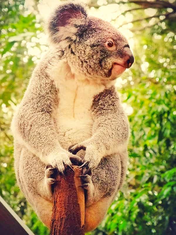 Koala discovery by John Price. 