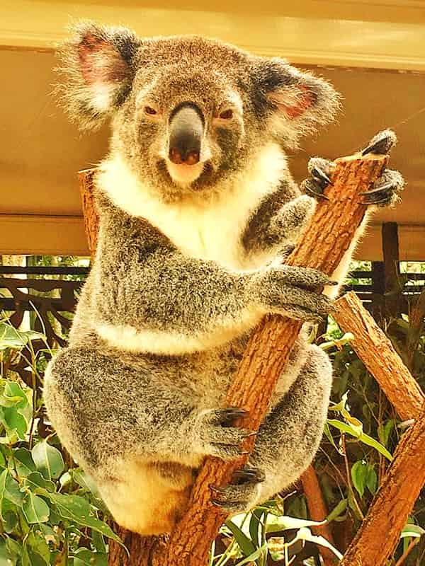 Iconic discovery of Koalas in Australia.