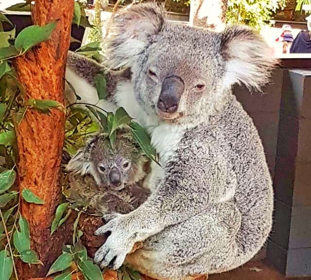 The Size of the Baby Koala Joey at the time of its Birth