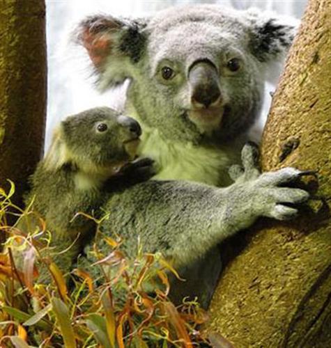 A Baby Koala is called Joey
