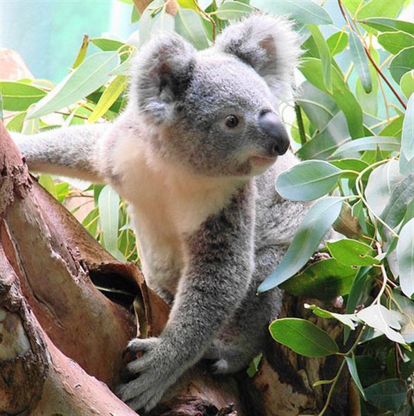 Taie d'oreiller Koala joey mange d'eucalyptus feuilles 