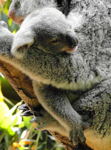 Koala Joeys' Mother Milk