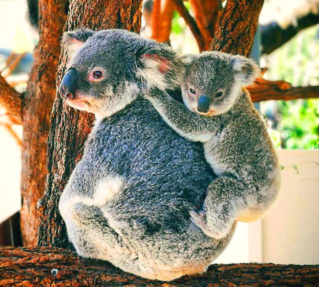 A Baby Koala is called Joey