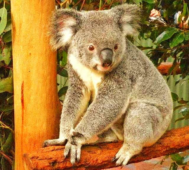 Koalas and their Aboriginal and Native Names