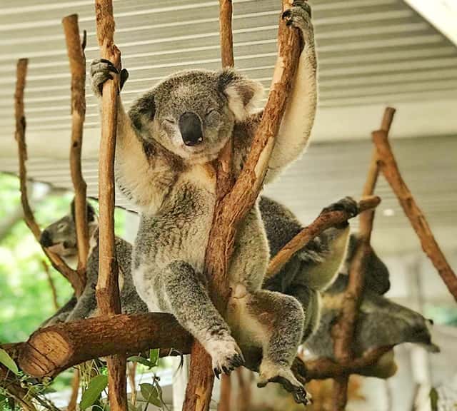 Popularity of the Koala word which is derived from aboriginal and native languages of Australia.