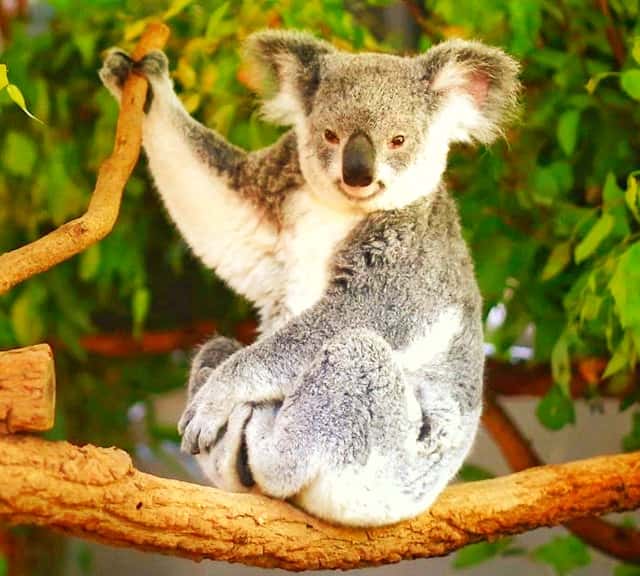 Aboriginal and native names of the Koalas