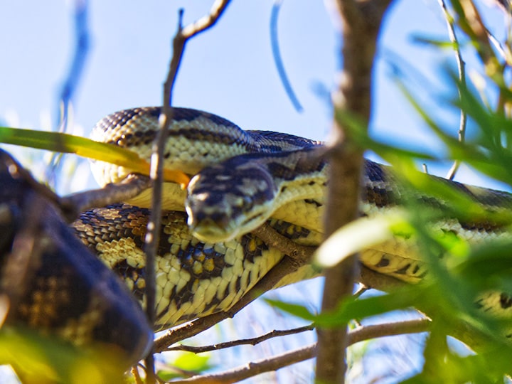 Carpet python in bushland Ausralia.