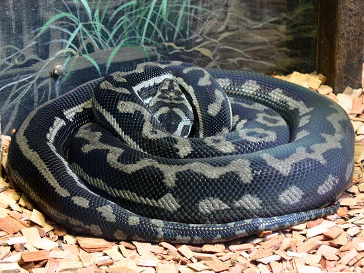 Carpet pythons predate on koala joeys.