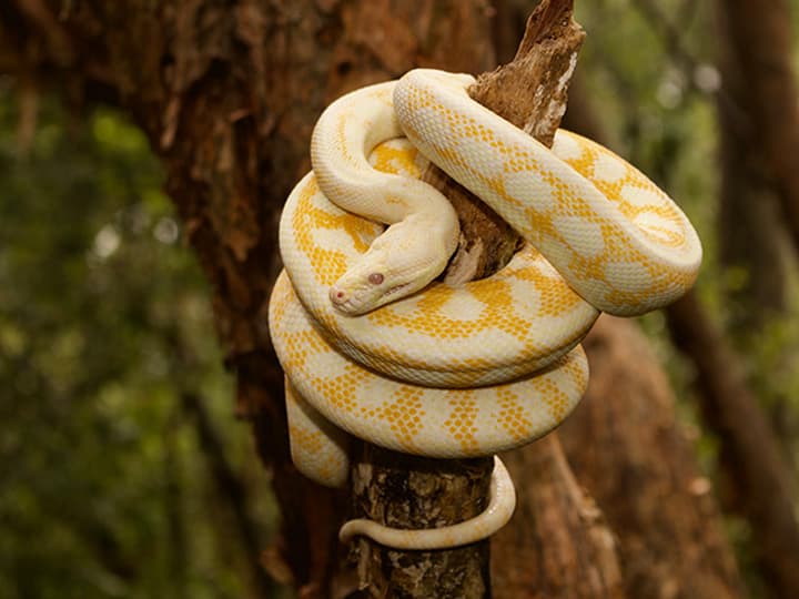 Carpet python as the predator of koala