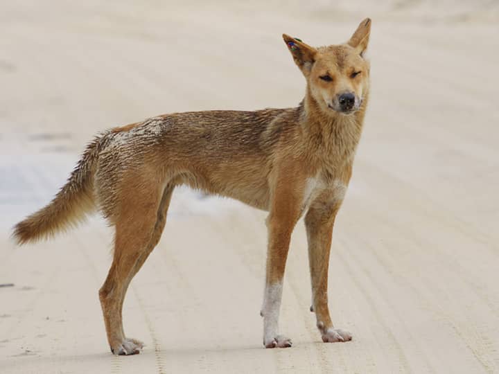 Dingoes are widespread throughout Queensland region of Australia. Therefore, their predation rate in Queensland is very high.