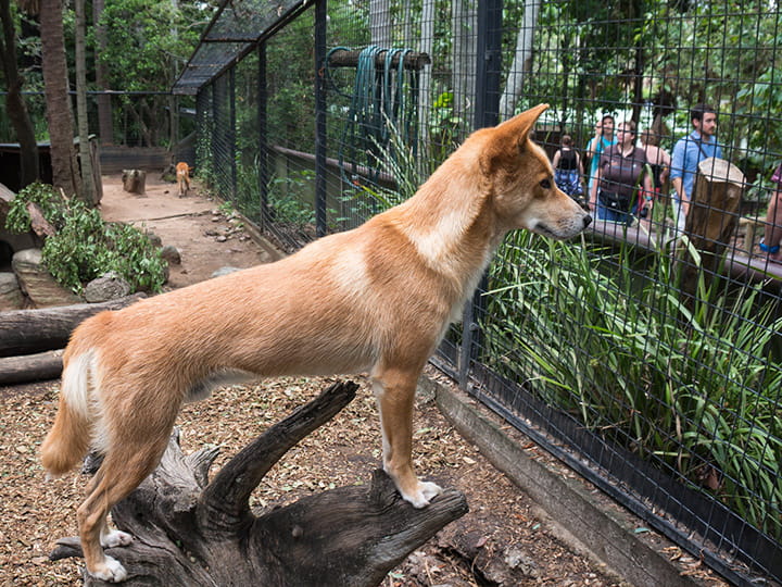 Dingoes are the non-indigenous predators of koalas.