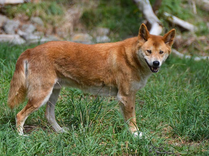 Dingoes and wild dogs are the largest predators of koalas on the Australian continent.