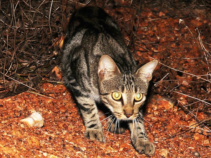 Feral cats are predators of koalas.