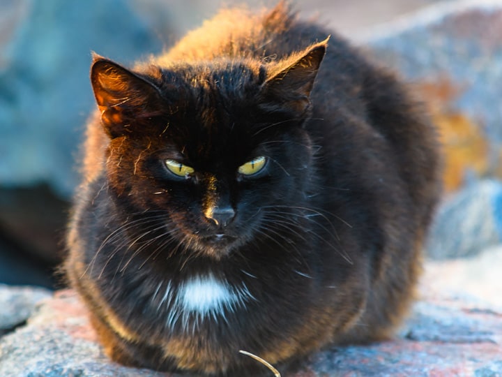 There are about 20 million feral cats in Australia