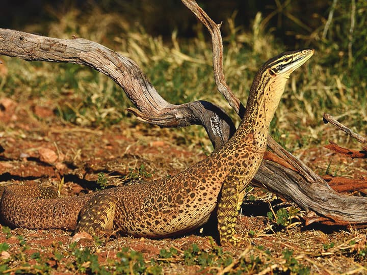 Goannas are also considered one of the key predators of koalas.