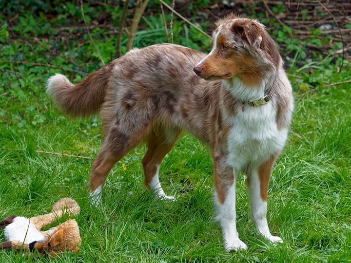 Pet dogs as koala predators