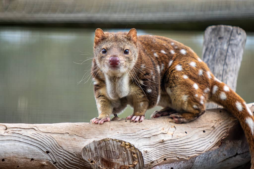 Quolls are also regarded as predators of koalas. Quolls hunt koala joeys.