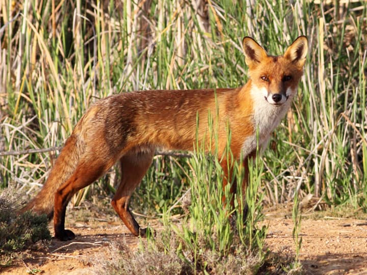 Red foxes are predators of koalas.